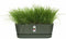 Elho Greenville Trough Long 50 - Plantenbak voor Buiten - 100% Gerecycled Plastic - L49.0 x B19.8 x H17.9 cm - Blad groen