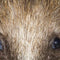 Customize it - Tuinschilderij egel 70x50cm bruin
