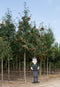 Lijsterbes volgroeid | Sorbus aucuparia 20-25 cm | Bomenbezorgd.nl