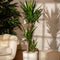 Plant in a Box - Yucca Elephantipes - Stevige kamerpalm - Gemakkelijke kamerplant - Pot 27cm - Hoogte 150-170cm