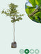 Tamme kastanje Dorree de Lyon | Castanea sativa 'Dorree de Lyon' 10-14 cm | Bomenbezorgd.nl