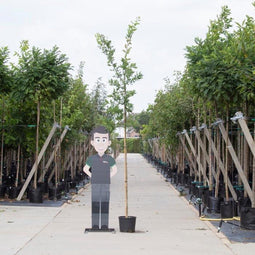 Zomereik | Quercus robur 6-10 cm | Bomenbezorgd.nl
