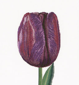 Thea Gouverneur - Borduurpakket met telpatroon - 514A - Voorgesorteerde DMC Garens - Paarse Triumph Tulp - Aida - 34 cm x 36 cm - DIY Kit