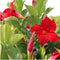 Plants by Frank - Set van 6 Mandevilla Rood Planten - 6 x Dipladenia Rood in 12 cm pot - Mediterrane Planten - Vers uit de Kwekerij geleverd - Klimplanten