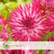 Plant in a Box - Dahlia 'Dutch Explosion' - set van 3 - zomerbloeiers - dahliaknollen - tuinbloemen - Roze