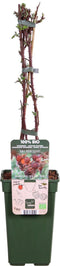 Goed & Groen - Japanse wijnbes (Tasty Green) -↨ 55cm - Potmaat 19cm - Kwaliteit Planten - Tuin Plant - Tuinplantenplanten - Sfeer