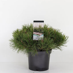 Pinus mugo mughus - Bergden - Planthoogte: 30-40 cm - Pot Ø 23 cm (5 liter)