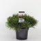 Pinus mugo mughus - Bergden - Planthoogte: 30-40 cm - Pot Ø 23 cm (5 liter)