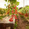 Plant in a Box - Ribes rubrum 'Jonkheer van Tets' - Aalbes - Set van 2 - Fruitstruik - Rode bessen - ⌀15cm - Hoogte 50-60cm