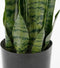 Mica Decorations Sanseveria Kunstplant in Bloempot - H80 x Ø15 cm - Groen