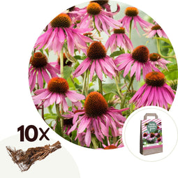 Plant in a Box - Echinacea Purpurea - Set van 10 - Rode zonnehoed - Wortelstokken - Bloeiende plant