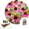Plant in a Box - Echinacea Purpurea - Set van 10 - Rode zonnehoed - Wortelstokken - Bloeiende plant