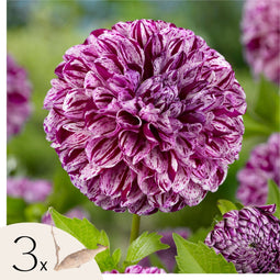Plant in a Box - Dahlia 'Marble Ball' - set van 3 - zomerbloeiers - dahliaknollen - tuinbloemen - Paars