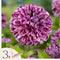 Plant in a Box - Dahlia 'Marble Ball' - set van 3 - zomerbloeiers - dahliaknollen - tuinbloemen - Paars