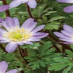 JUB - Anemone blanda Charmer