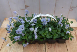 Bosviolen blauw 6 stuks