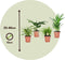 Plant in a Box - Mix van 4 diervriendelijke planten - Luchtzuiverende groene kamerplanten - Pot 12cm - Hoogte 20-40cm