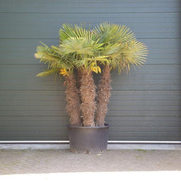 Chinese waaierpalm meerstammig | Trachycarpus fortunei 130-180 cm| Bomenbezorgd.nl