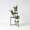 Plant in a Box - Home Mix - Mix van 3 - Philodendron, Syngonium & Ctenanthe - Makkelijk te verzorgen kamerplanten - Pot 12cm - Hoogte 25-40cm