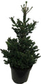Kerstboom Picea abies Will's Zwerg ↨ 110cm - hoge kwaliteit planten