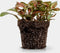 Fittonia | Terrariumplant | Ø6 - 15 cm