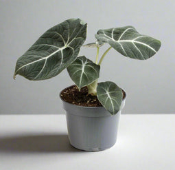 Alocasia Black Velvet - 30cm