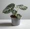 Alocasia Black Velvet - 30cm