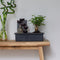 Plant in a Box - Bonsai boompje met Easy-care watersysteem én stromende waterval over Buddha beeldje - kamerplant - Hoogte 25-35cm