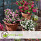 Plant in a Box - Gaultheria mucronata - Mix van 6 Pernettya - Parelbes winterhard en groenblijvend - Pot 10,5 cm - Hoogte 15-25cm