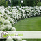 Plant in a Box - Hydrangea arborescens Annabelle - Set van 2 - Populaire tuinplant - Pot 17cm - Hoogte 30-40cm