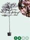 Sierpruim als leiboom Prunus cerasifera Nigra h 340 cm st. omtrek 1...