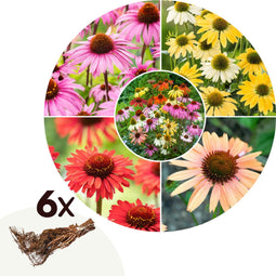 Plant in a Box - Echinacea - Mix van 6 - Zonnehoed - Wortelstokken - Bloeiende plant