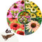Plant in a Box - Echinacea - Mix van 6 - Zonnehoed - Wortelstokken - Bloeiende plant