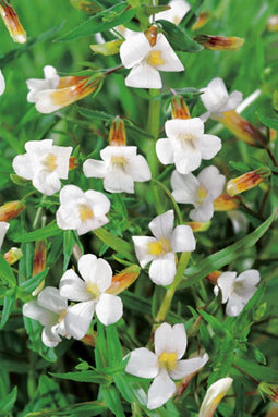 Gratiola officinalis P9