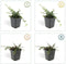 Plants by Frank | 60 Dwergmispel Planten | Cotoneaster praecox 'Streib's Findling' | Winterharde bodembedekker planten | tuinplanten | Winterharde vaste planten meerjarig | Winterharde tuinplanten