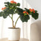 Plant in a Box - Jatropha Podagrica - Set van 2 - Bloeiende Tropische Kamerplanten - Pot 13cm - Hoogte 25-45cm