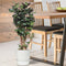 Polyscias Fabian in Elho® Greenville pot ↨ 100cm - hoge kwaliteit planten
