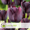 Plant in a Box - Tulipa Queen of the Night x40 - Zwarte tulp - Meerjarige winterharde bloembollen voor tuin, terras of balkon