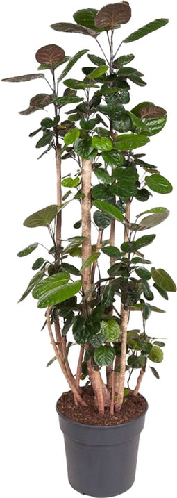 Plant in a Box - Polyscias 'Fabian' - XXL Groene kamerplant - Donkergroene leerachtige bladeren - Pot 31cm - Hoogte 140-150cm