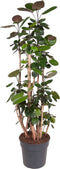 Plant in a Box - Polyscias 'Fabian' - XXL Groene kamerplant - Donkergroene leerachtige bladeren - Pot 31cm - Hoogte 140-150cm