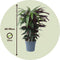 Plant in a Box - Calathea Wavestar XL - Pauwenplant, gebedsplant - ⌀27cm - Hoogte 85-95cm