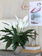 Mica Decorations Spathiphyllum - Kunstplant - Onderhoudsarm - Wit H50 x D40 cm