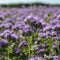Groenbemester - Zaden Mix 10 soorten (1kg, 150m2) - Bodemverbeteraar - Bevat Onder Andere Niger, Winterrogge, Phacelia Zaad, Mosterdzaad Groenbemester, Japanse Haver - Verhoogt Organische Stofgehalte in Bodem - Verbetert Bodemstructuur - Organifer