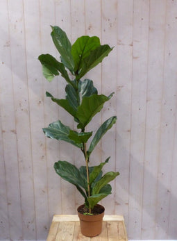 Kamerplant Ficus Lyrata 160 cm