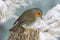 Customize it - Tuinschilderij roodb boomstr 130x70