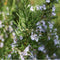 Plants by Frank | Geurende Rozemarijn struik | 15 cm Ø | 40-50 cm ↨ | Rozemarijn plant | Winterharde Tuinplant | Geurhaag | planten | Rosmarinus officinalis