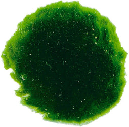 Ap-cladophora ss 6 st.