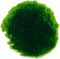 Ap-cladophora ss 6 st.