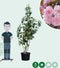 Gewone Japanse sierkers meerstammig | Prunus serr. Kanzan | Bomenbezorgd.nl
