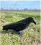3x zwarte XL kraai - vogelverschrikker - Halloween decoratie - ProLoo 3x nep kraai 41cm incl. grondpin zwart plastic geflockt -diervriendelijke duivenverjager - vogelverschrikker